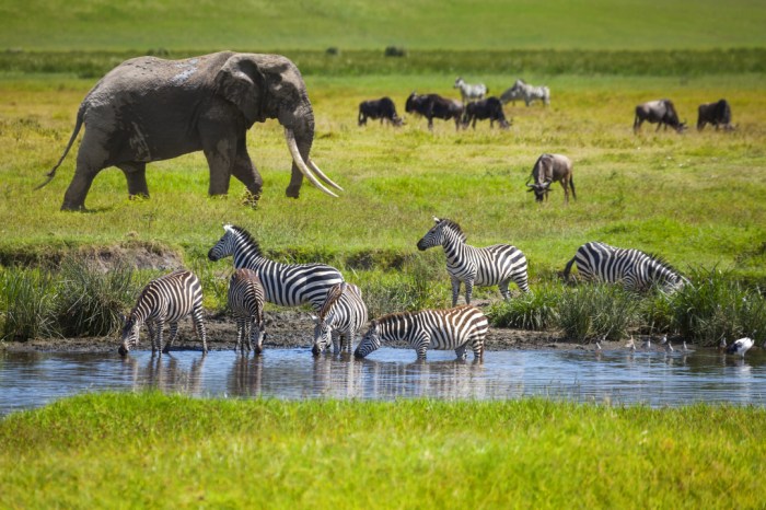 Safari wildlife africa kenya tours enchanting travels five big
